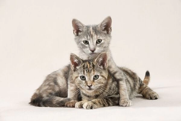 CAT - Kittens sitting together