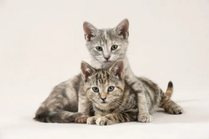 Framed Print : CAT - Kittens sitting together Framed Print : CAT - Kittens sitting together