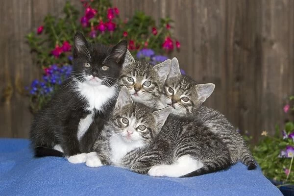 Cat - four kittens sitting together on blanket - outdoors - Lower Saxony - Germany