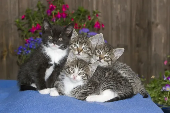 Framed Print : Cat - four kittens sitting together on blanket - outdoors - Lower Saxony - Germany Framed Print : Cat - four kittens sitting together on blanket - outdoors - Lower Saxony - Germany