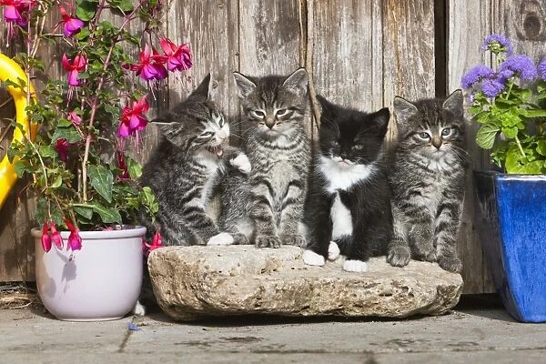 Cat - four kittens sitting in front of garden shed - Lower Saxony - Germany