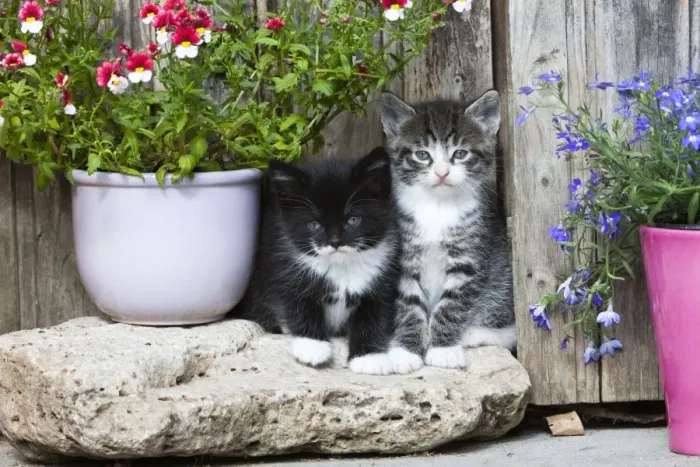 Framed Print : Cat - two kittens sitting in front of garden shed - Lower Saxony - Germany Framed Print : Cat - two kittens sitting in front of garden shed - Lower Saxony - Germany