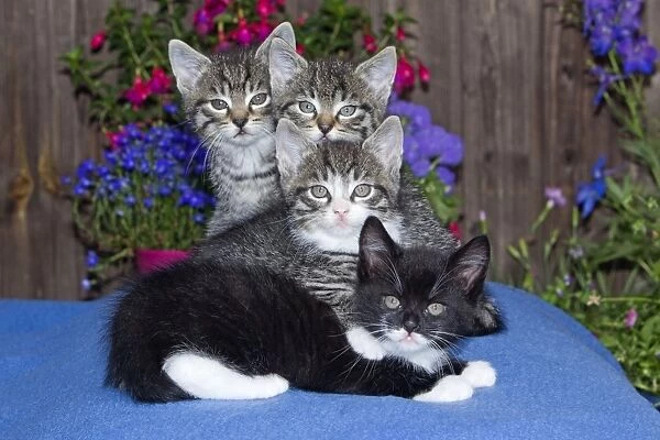 Cat - four kittens sitting together - outdoors - Lower Saxony - Germany