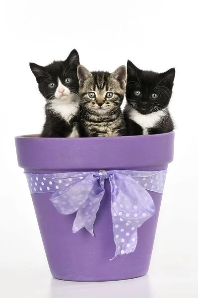 CAT. Kittens sitting in a plant pot