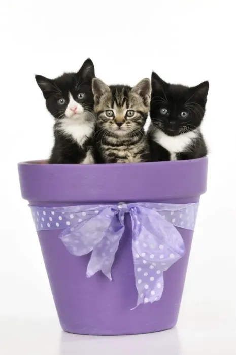 Framed Print : CAT. Kittens sitting in a plant pot Framed Print : CAT. Kittens sitting in a plant pot