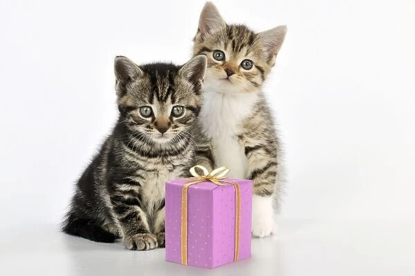 CAT - Kittens sitting together with present Manipulation: present (JD)