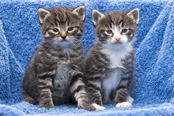 Cat - two kittens sitting together on towel - in garden - Lower Saxony - Germany