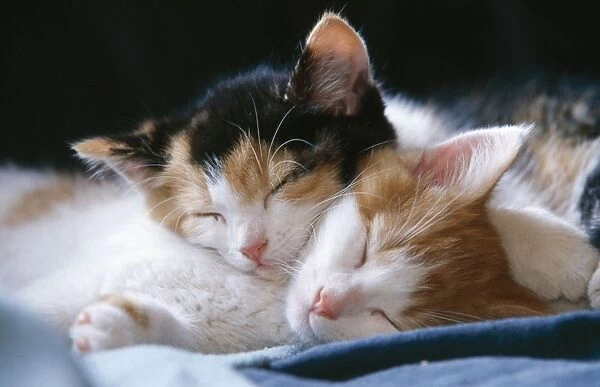 Cat - two kittens sleeping together