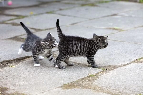 Cat - two kittens - one sniffing the other's behind - Lower Saxony - Germany