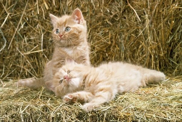 Cat - kittens on straw bales