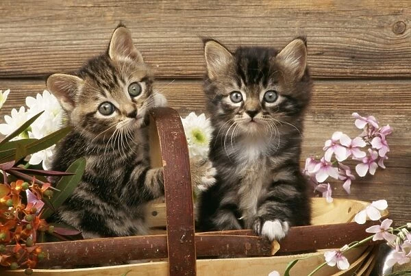 Cat Kittens in trug with flowers