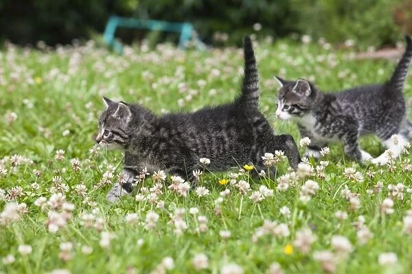 Cat - two kittens walking across lawn - Lower Saxony - Germany