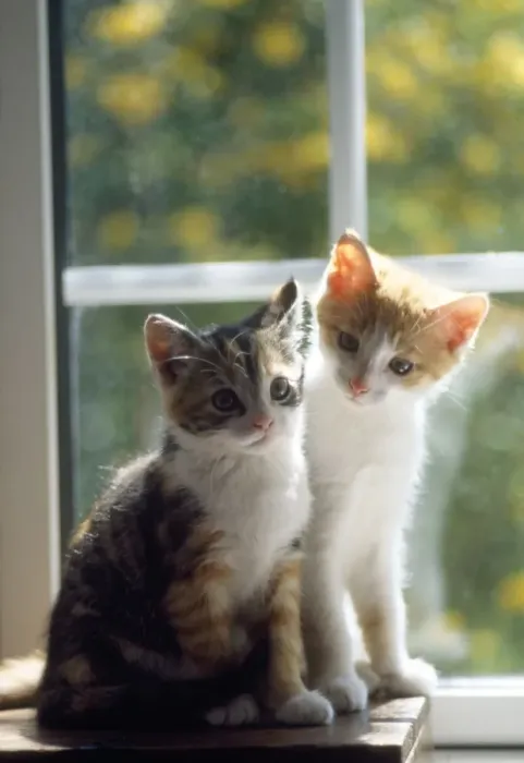 Framed Print : Cat - kittens in window Framed Print : Cat - kittens in window