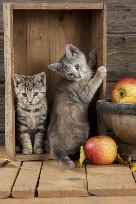 Framed Print : CAT - Kittens in wooden box Framed Print : CAT - Kittens in wooden box