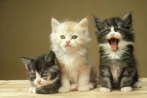 Cat - three kittens - one yawning