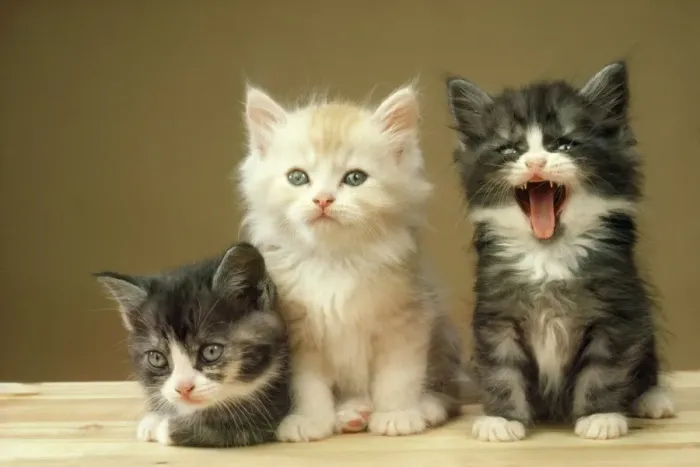 Framed Print : Cat - three kittens - one yawning Framed Print : Cat - three kittens - one yawning