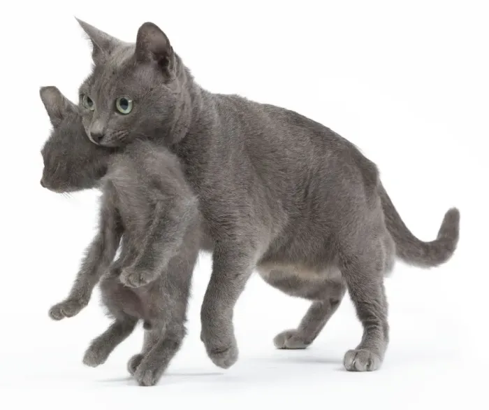 Framed Print : Cat - Korat - adult picking up kitten in studio. sequence 3 of 3 Framed Print : Cat - Korat - adult picking up kitten in studio. sequence 3 of 3