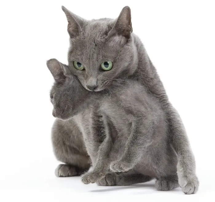 Framed Print : Cat - Korat - adult picking up kitten in studio. Sequence 2 of 3 Framed Print : Cat - Korat - adult picking up kitten in studio. Sequence 2 of 3