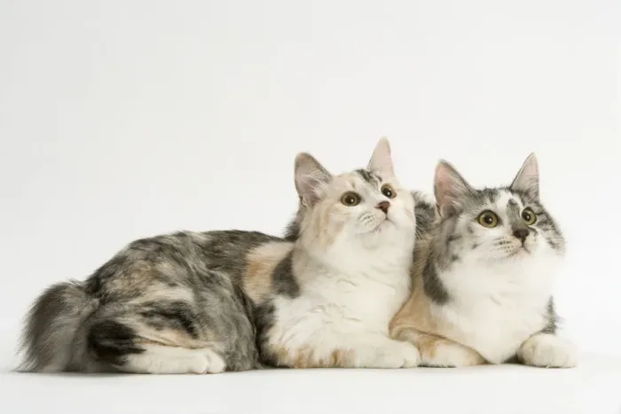 Framed Print : Cat - Kurilian bobtail tortie & white in studio