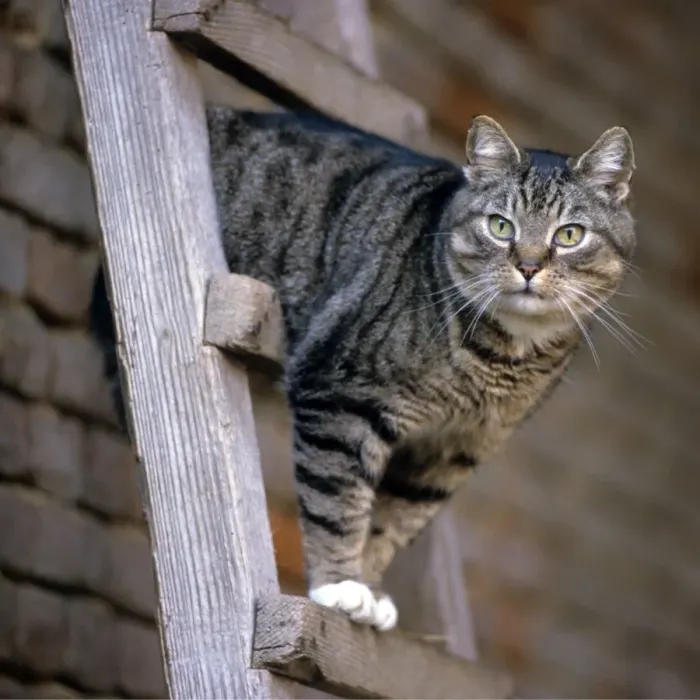 Framed Print : Cat on top of ladder Framed Print : Cat on top of ladder