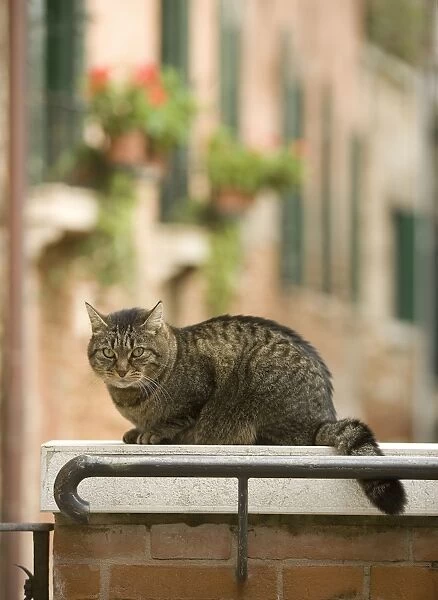 Cat - on ledge - Venice - Italy
