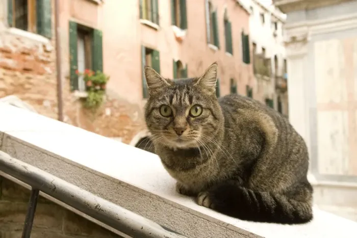 Framed Print : Cat - on ledge - Venice - Italy Framed Print : Cat - on ledge - Venice - Italy