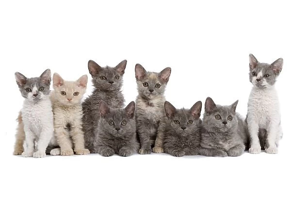 Cat - line of kittens in studio