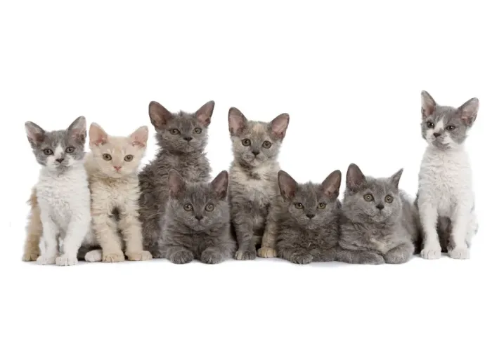 Framed Print : Cat - line of kittens in studio Framed Print : Cat - line of kittens in studio