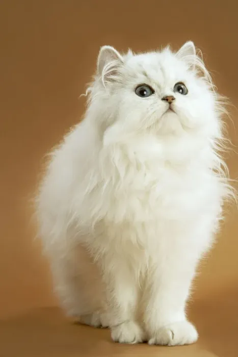 Framed Print : Cat - long-haired Persian Chinchilla Framed Print : Cat - long-haired Persian Chinchilla