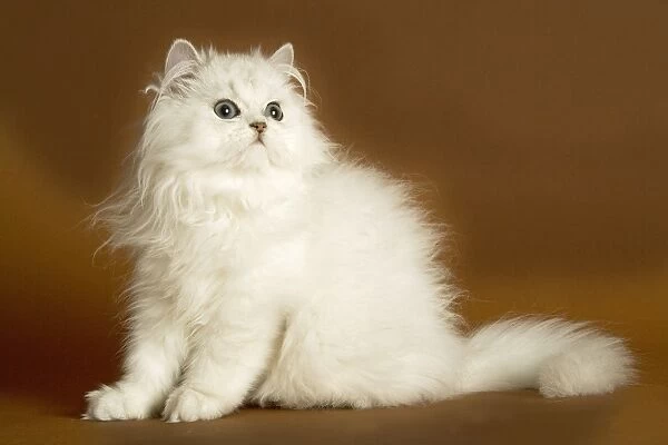 Cat - long-haired Persian Chinchilla