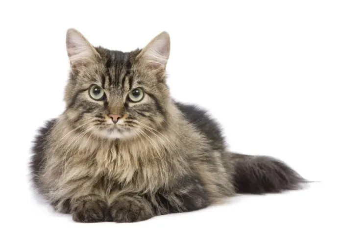 Framed Print : Cat - long-haired tabby in studio