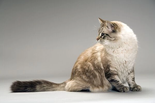 Cat - longhaired, sitting