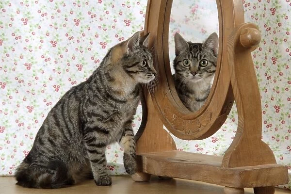 Cat - looking in a mirror