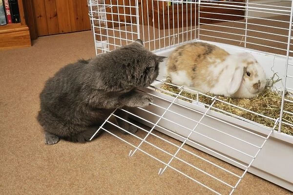 CAT. looking at a rabbit in a cage