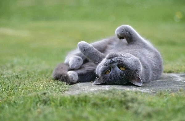 Cat - lying on its back