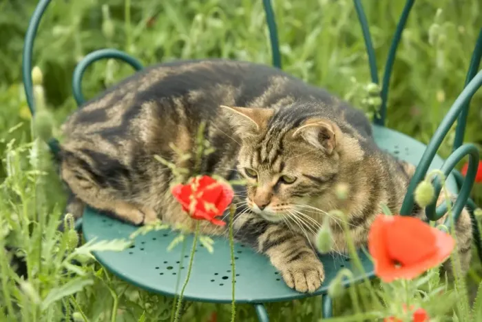 Framed Print : Cat - lying on chair in garden Framed Print : Cat - lying on chair in garden