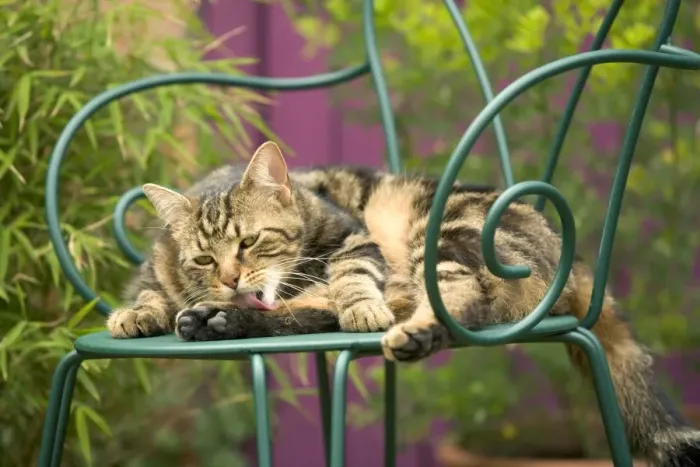 Framed Print : Cat - lying on chair in garden, grooming Framed Print : Cat - lying on chair in garden, grooming