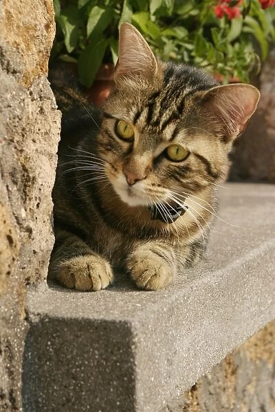 Cat - Lying on ledge