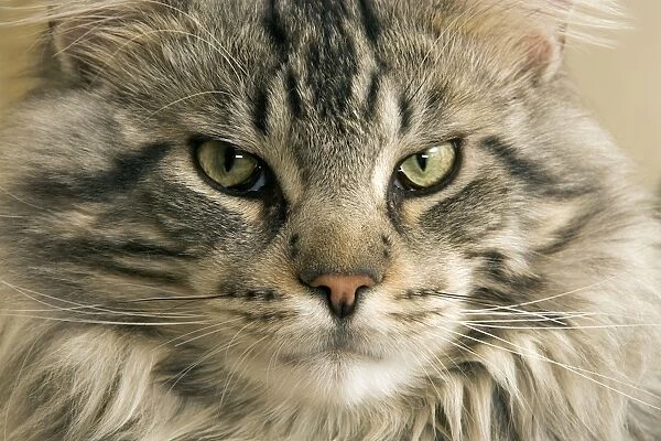 Cat - Main Coon close-up of face