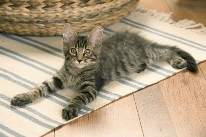 Framed Print : Cat - Main Coon kitten lying on floor Framed Print : Cat - Main Coon kitten lying on floor