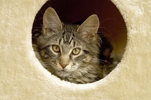Cat - Main Coon looking out of cat house