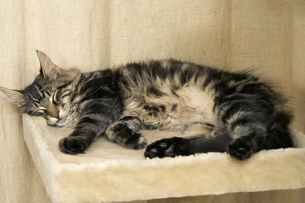 Cat - Main Coon sleeping on cat bed