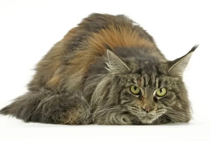 Framed Print : Cat - Maine Coon Framed Print : Cat - Maine Coon