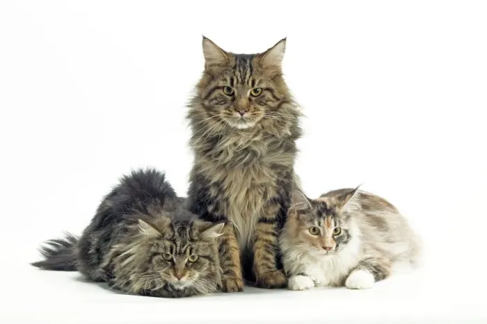 Framed Print : Cat - Maine Coon Framed Print : Cat - Maine Coon