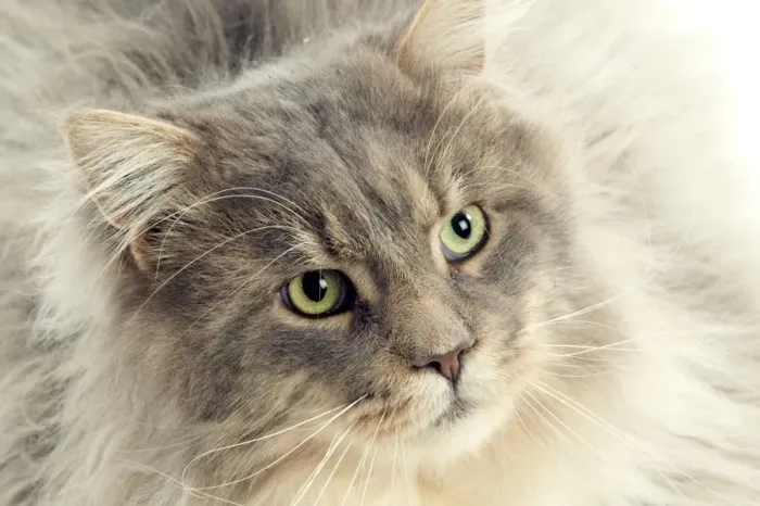 Framed Print : Cat - Maine Coon Framed Print : Cat - Maine Coon