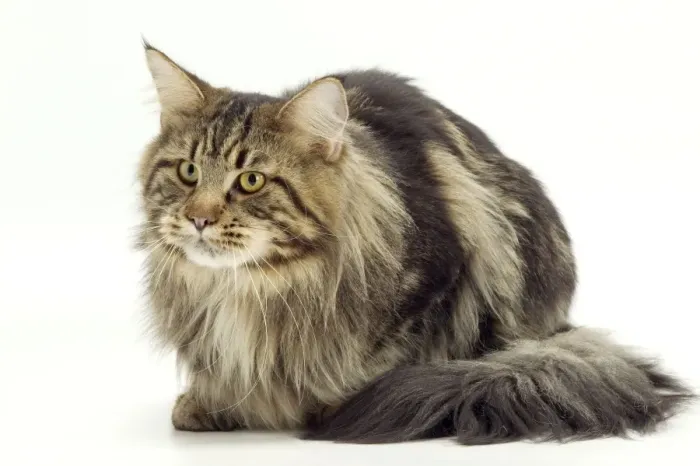 Framed Print : Cat - Maine Coon Framed Print : Cat - Maine Coon