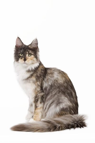 Cat- Maine Coon - 7 month old Black tortie smoke & white sitting in studio
