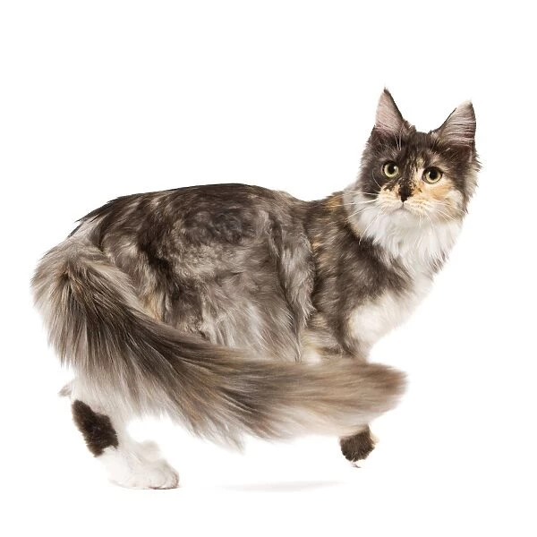 Cat- Maine Coon - 7 month old Black tortie smoke & white in studio