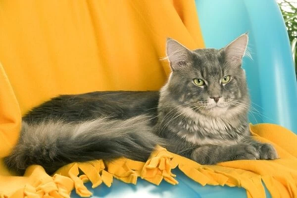 Cat - Maine Coon adult