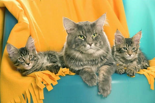Cat - Maine Coon adult and two kittens